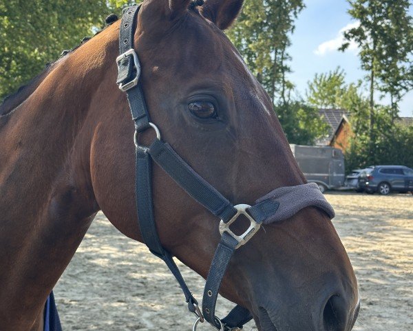 broodmare Flashley (Westphalian, 2007, from Fanconi 2)