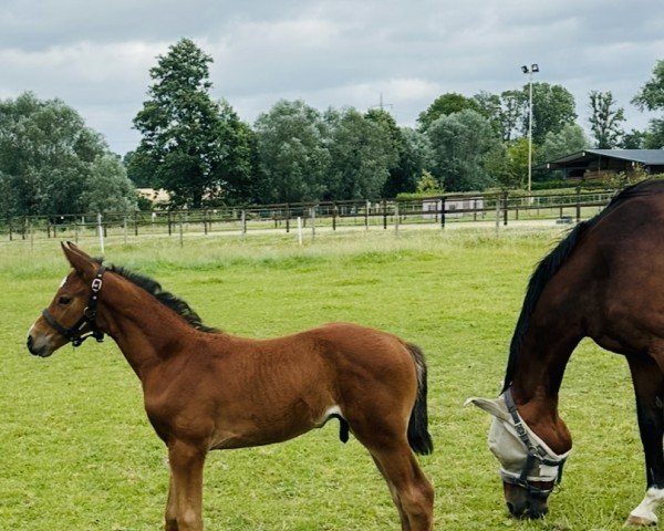 foal by Hengst von A la Carte NRW / Fanconi (Westphalian, 2025, from A La Carte NRW)