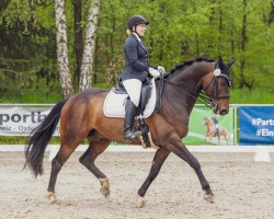 dressage horse Daktary (German Sport Horse, 2011, from Detroit)