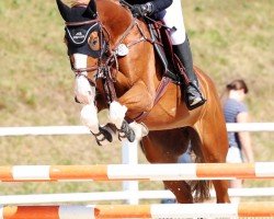 jumper Querida mia 5 (Hanoverian, 2018, from Qualito)