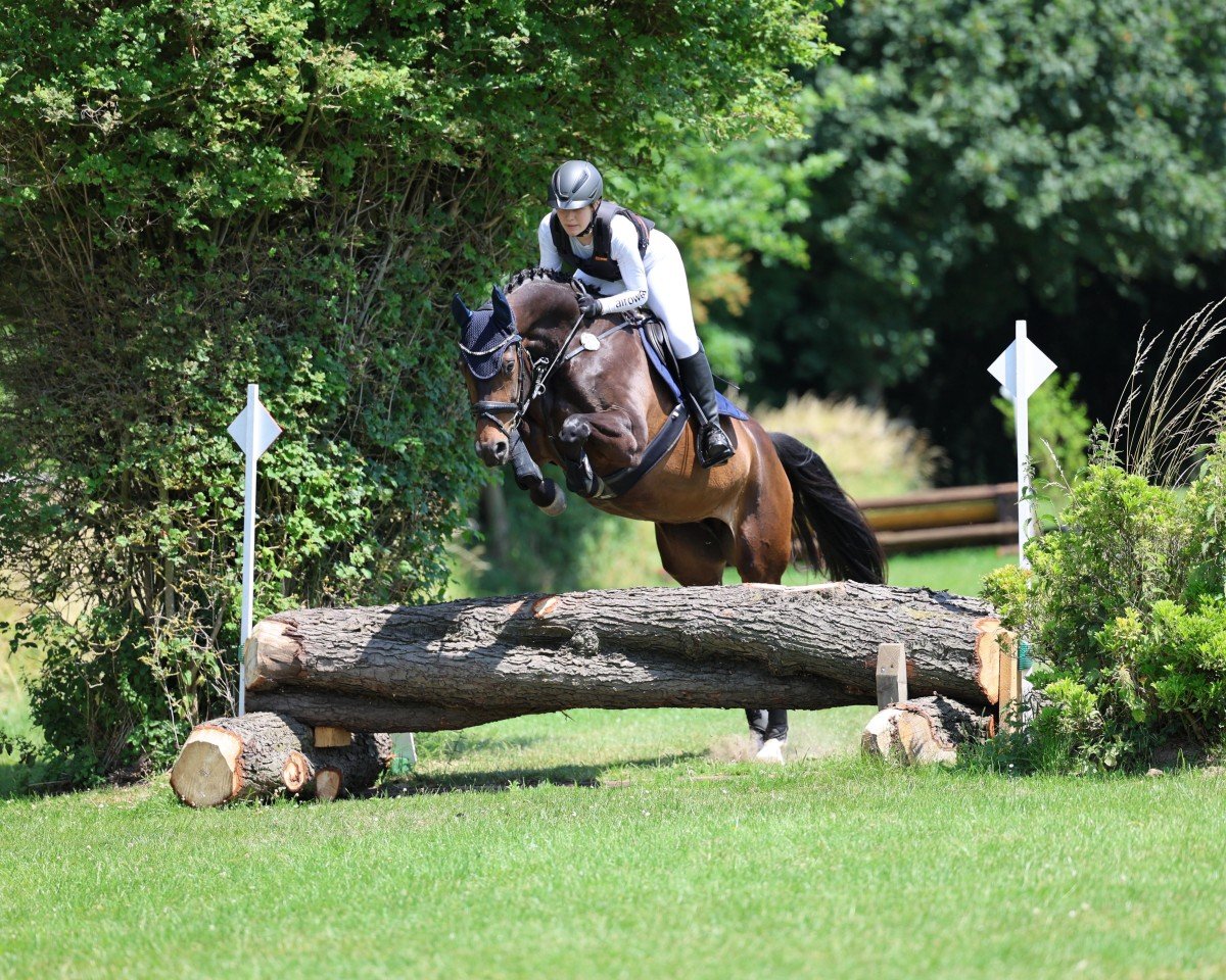 jumper Dottoressa 9 (German Sport Horse, 2019, from Dimagico)