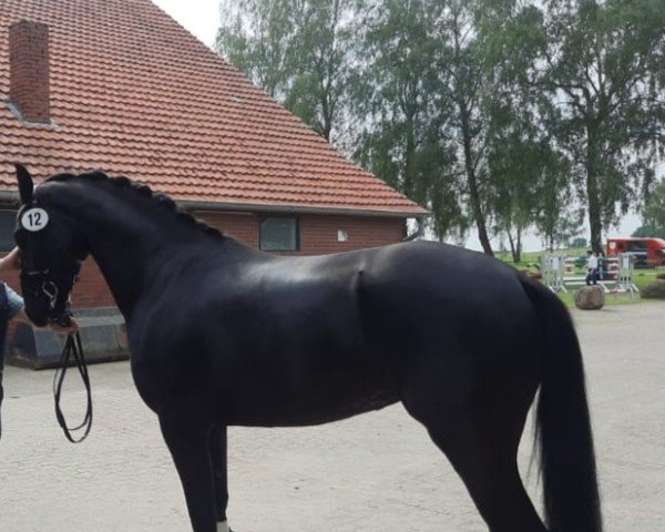 dressage horse Feine Frieda W (Hanoverian, 2018, from Fürstbischof)