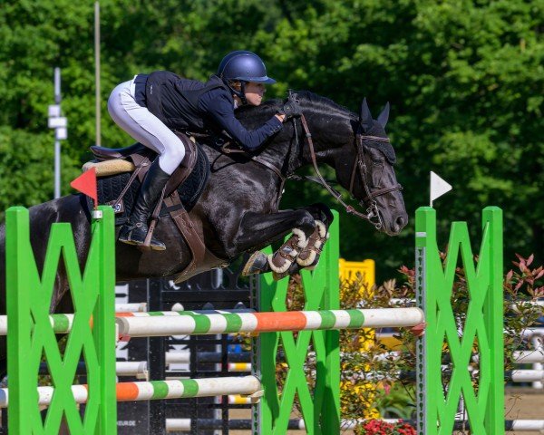Springpferd Miss Mc Fly D NRW (Deutsches Reitpony, 2012, von Mc Fly High D)
