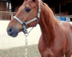 horse Milan 7 (German Warmblood,  )