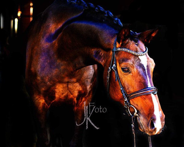 broodmare Fürstin Feodora 2 (Westphalian, 2012, from Fürst Grandios) broodmare Fürstin Feodora 2 (Westphalian, 2012, from Fürst Grandios)