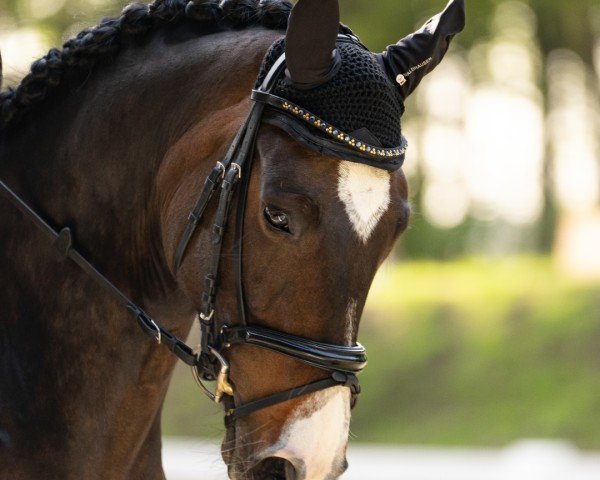 dressage horse Escamilla 3 (Hanoverian, 2019, from Escamillo)