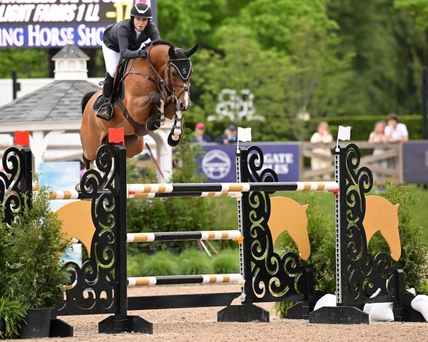 stallion Los Angeles de La Cense (Westphalian, 2014, from Los Angeles)