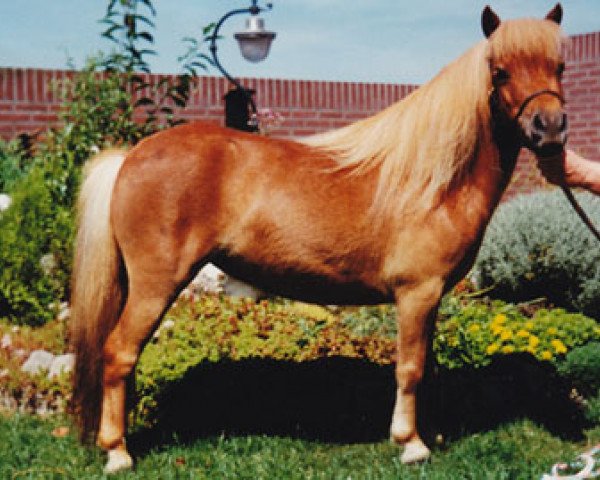 Zuchtstute Lolita van Stal Anja (Shetland Pony, 1997, von Wantsley Mithril)