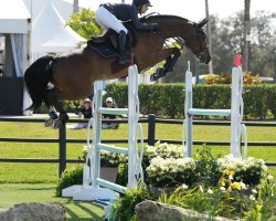 jumper Cayetana (Oldenburg show jumper, 2015, from Casallco)