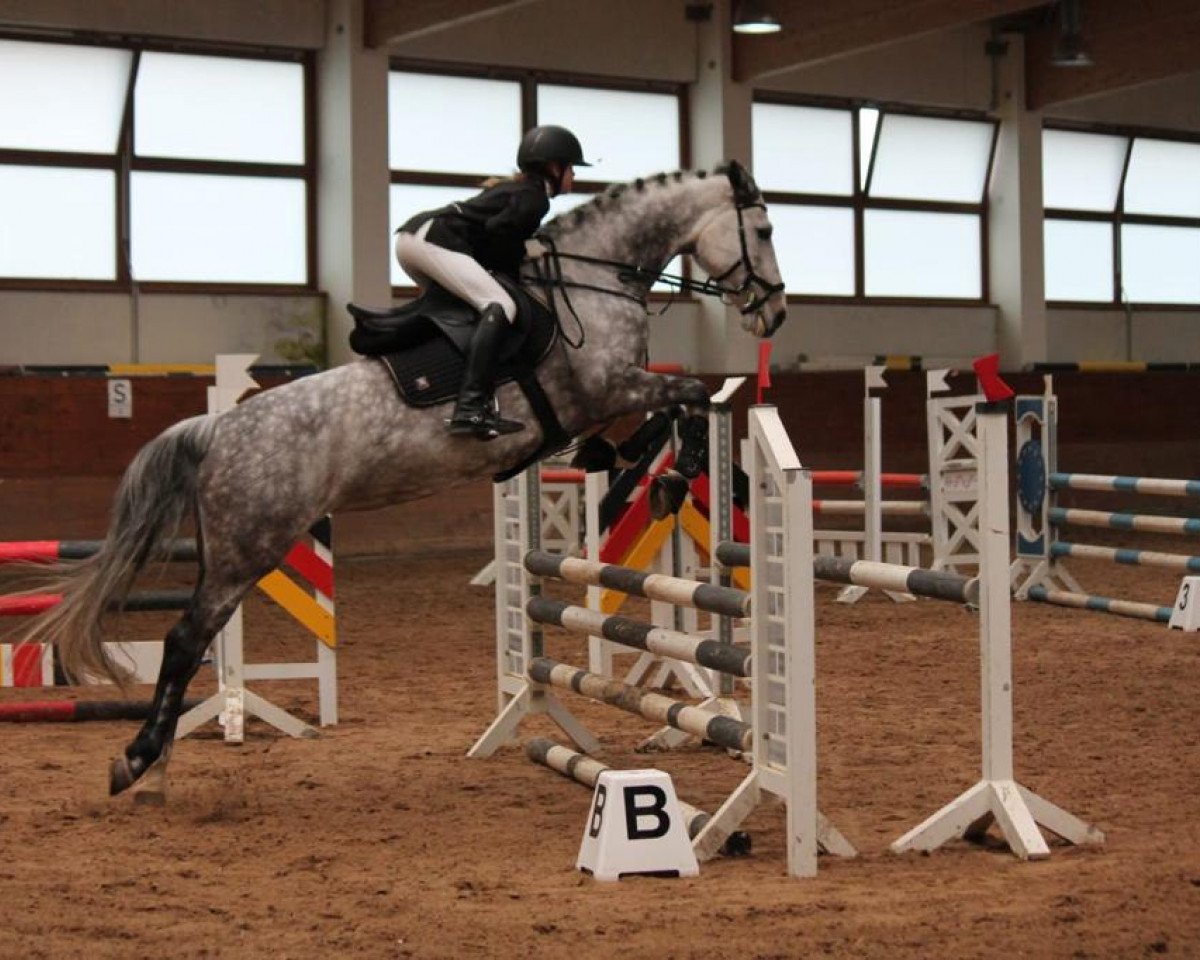 Springpferd Capitols Carisma (Holsteiner, 2013, von Casdorff)