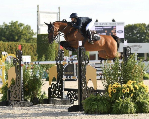 broodmare Casanyo PS (Oldenburg show jumper, 2015, from Casallco)