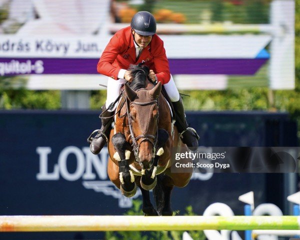 jumper Faquitol-S (KWPN (Royal Dutch Sporthorse), 2010, from Verdi)
