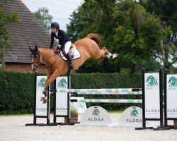 jumper Luidam Quality (Irish Sport Horse, 2015, from Luidam)