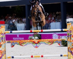 jumper My Bravo Boy PS (Oldenburg show jumper, 2014, from HH Messenger)