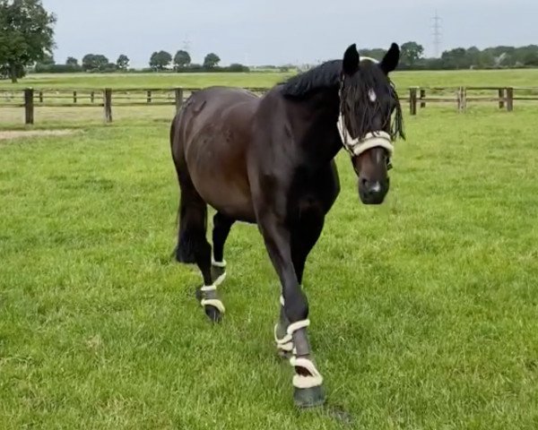 Springpferd Kenzo Espoir de Frivol (Deutsches Reitpferd, 2014, von Kannan)