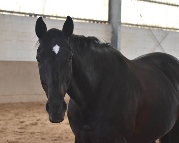 dressage horse Diano Castello 4 (Hanoverian, 2013, from Dancier)