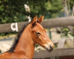 dressage horse Heliantha (Oldenburg, 2020, from Vaderland OLD)