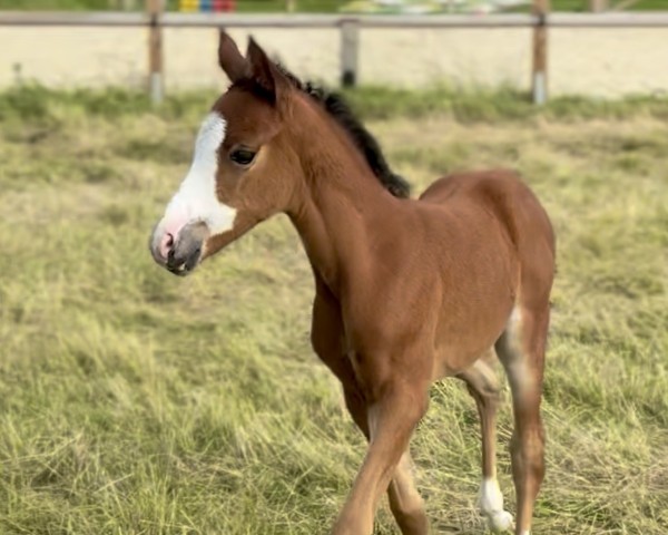 foal by Stute von Glück Auf A NRW / Top Dubidu (German Riding Pony, 2025, from Glück Auf A)
