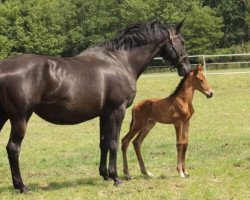 broodmare High Light G (Oldenburg, 2007, from Hotline)