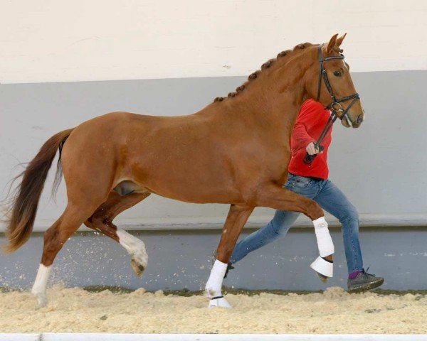 dressage horse Vanjo 3 (Hanoverian, 2018, from Vitalis)