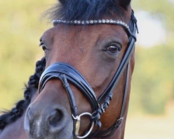 dressage horse Koetsiershoeve Never Surrender (New Forest Pony, 2014, from Dimmans Edward)