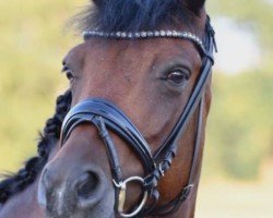dressage horse Koetsiershoeve Never Surrender (New Forest Pony, 2014, from Dimmans Edward)