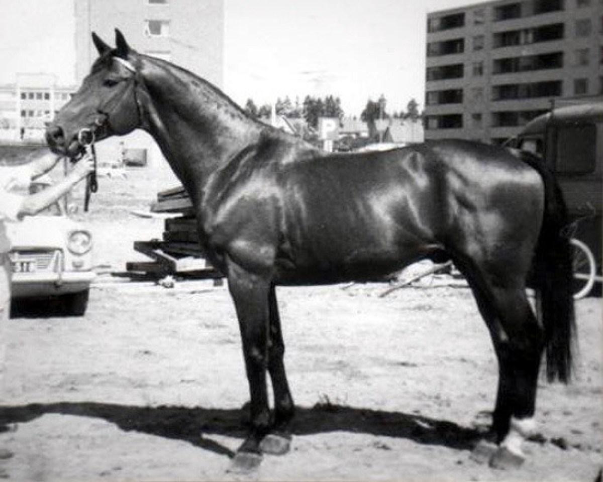 stallion Danilo 31 FIN (Finnish Warmblood, 1964, from Hanau 27 FIN)