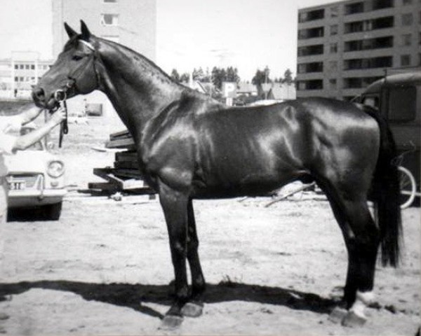stallion Danilo 31 FIN (Finnish Warmblood, 1964, from Hanau 27 FIN)