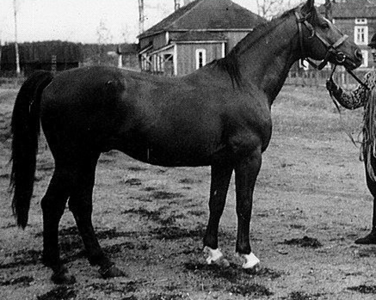 stallion Hanau 27 FIN (Trakehner, 1950, from Anno)
