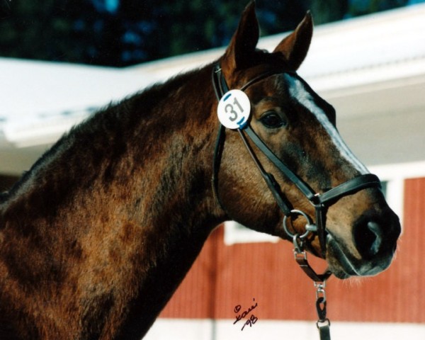 stallion Kardell 44 FIN (Swedish Warmblood, 1974, from Jovial)