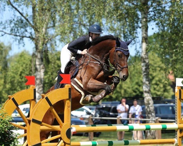 jumper Daiquiri 137 (Zangersheide riding horse, 2017, from Dominator 2000 Z)