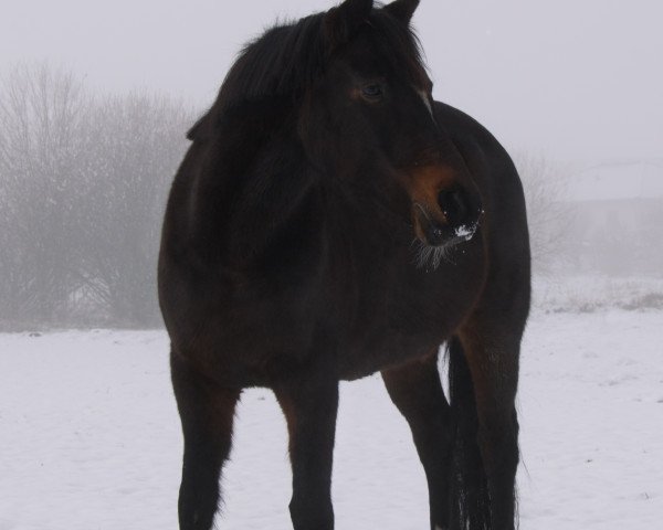 dressage horse Valesca ES (German Riding Pony, 2003, from Viktor)