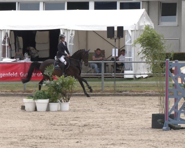 Reitturnier Langenfeld 2025