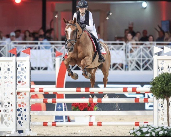 jumper Donald de Bacon (Belgium Sporthorse, 2009, from Radco d'Houtveld)
