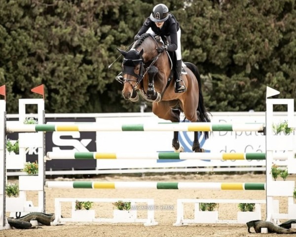 jumper Chacoothargos PS OLD (Oldenburg show jumper, 2016, from Chacoon Blue)