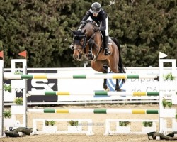 jumper Chacoothargos PS OLD (Oldenburg show jumper, 2016, from Chacoon Blue)