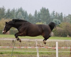 broodmare Avanca (German Sport Horse, 2003, from Avantgarde)