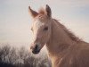 dressage horse Goldregen T (German Riding Pony, 2021, from HET Golden Dream)