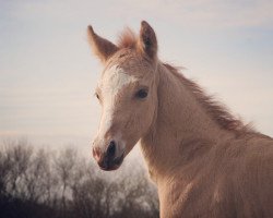 dressage horse Goldregen T (German Riding Pony, 2021, from HET Golden Dream)