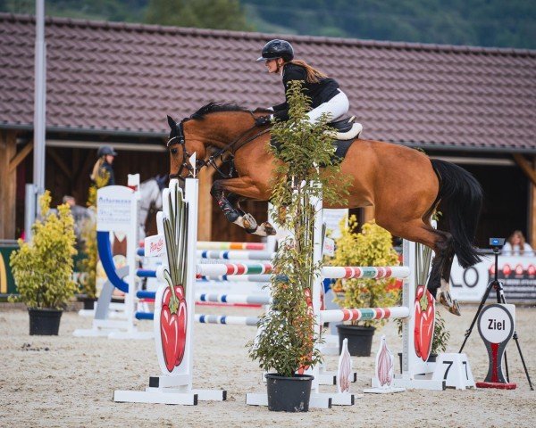 Springpferd Daily Queen 3 (Holsteiner, 2019, von Del 'Arko d'Henvet)