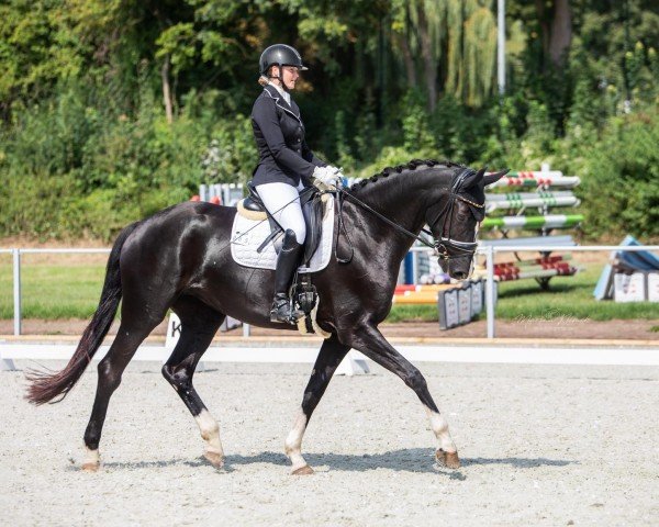 dressage horse Famous Jazz (Oldenburg, 2018, from Fürst Jazz)