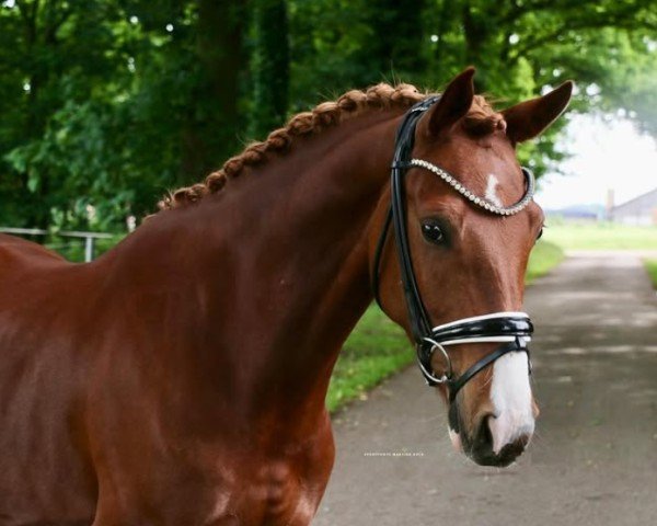 jumper Primus 266 (German Riding Pony, 2020, from Primera Vez)