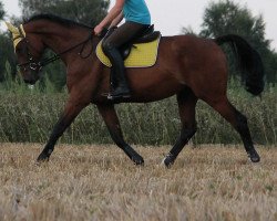 dressage horse Sagostino (Westphalian, 2007, from Sacre Coeur)