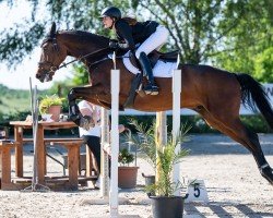 jumper Artistic 4 (Zangersheide riding horse, 2015, from Atomic Z)