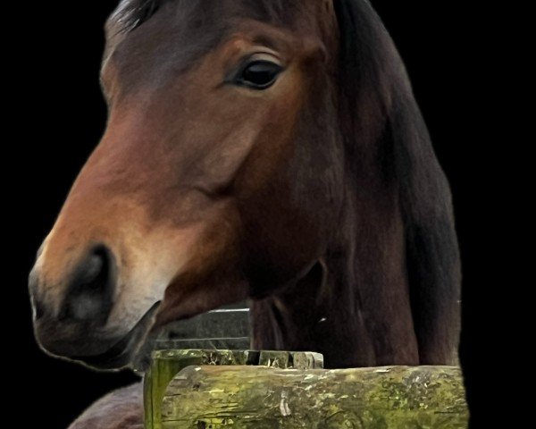 Pferd Kendra J (Trakehner, 2023, von Imperial Valley)