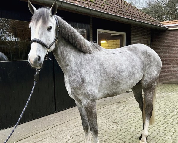 Springpferd G-Max Z (Zangersheide Reitpferd, 2016, von Greco Sitte)