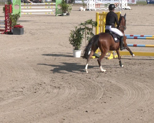 Reitturnier Langenfeld 2025