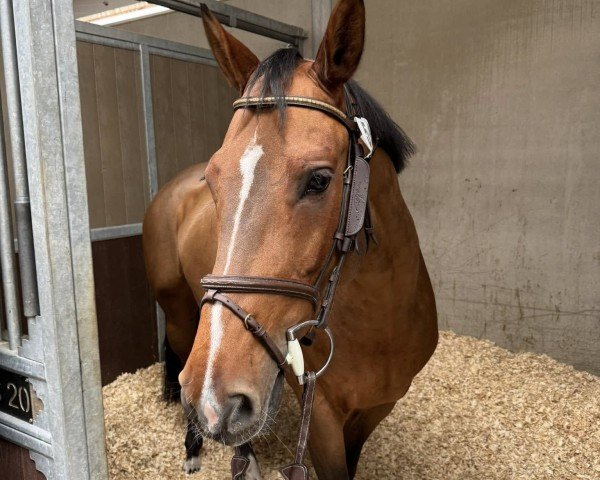 broodmare Carda (Heavy Warmblood, 2018, from VDL Cardento 933)