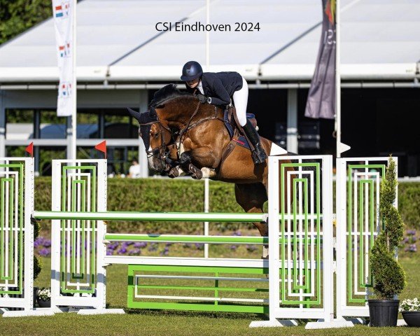 jumper Alexia Z (Zangersheide riding horse, 2018, from Arezzo VDL)