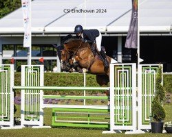 jumper Alexia Z (Zangersheide riding horse, 2018, from Arezzo VDL)